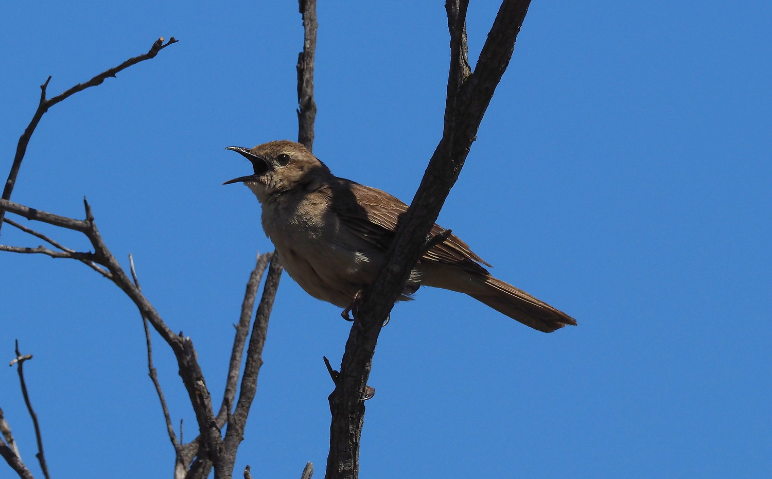 image Rufous Songlark